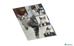 Maine Coon cats for sale: Fabulous Tica Mainecoon kittens - Image 22