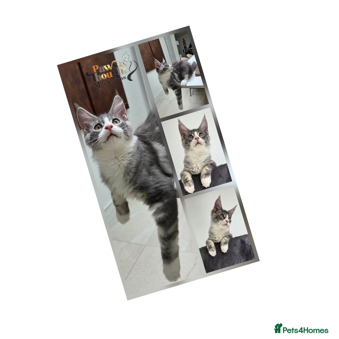 Maine Coon cats for sale: Fabulous Tica Mainecoon kittens - Image 22