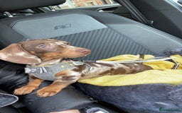 Miniature Dachshund dogs for sale: Beautiful Chocolate dapple boy  - Image 1