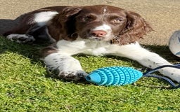 English Springer Spaniel dogs for sale: Springer Spaniels - Image 1
