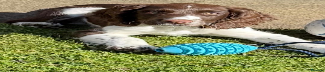 English Springer Spaniel Puppy 5