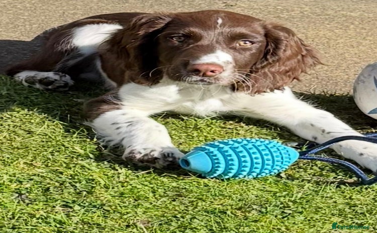 English Springer Spaniel dogs for sale - Advert 1