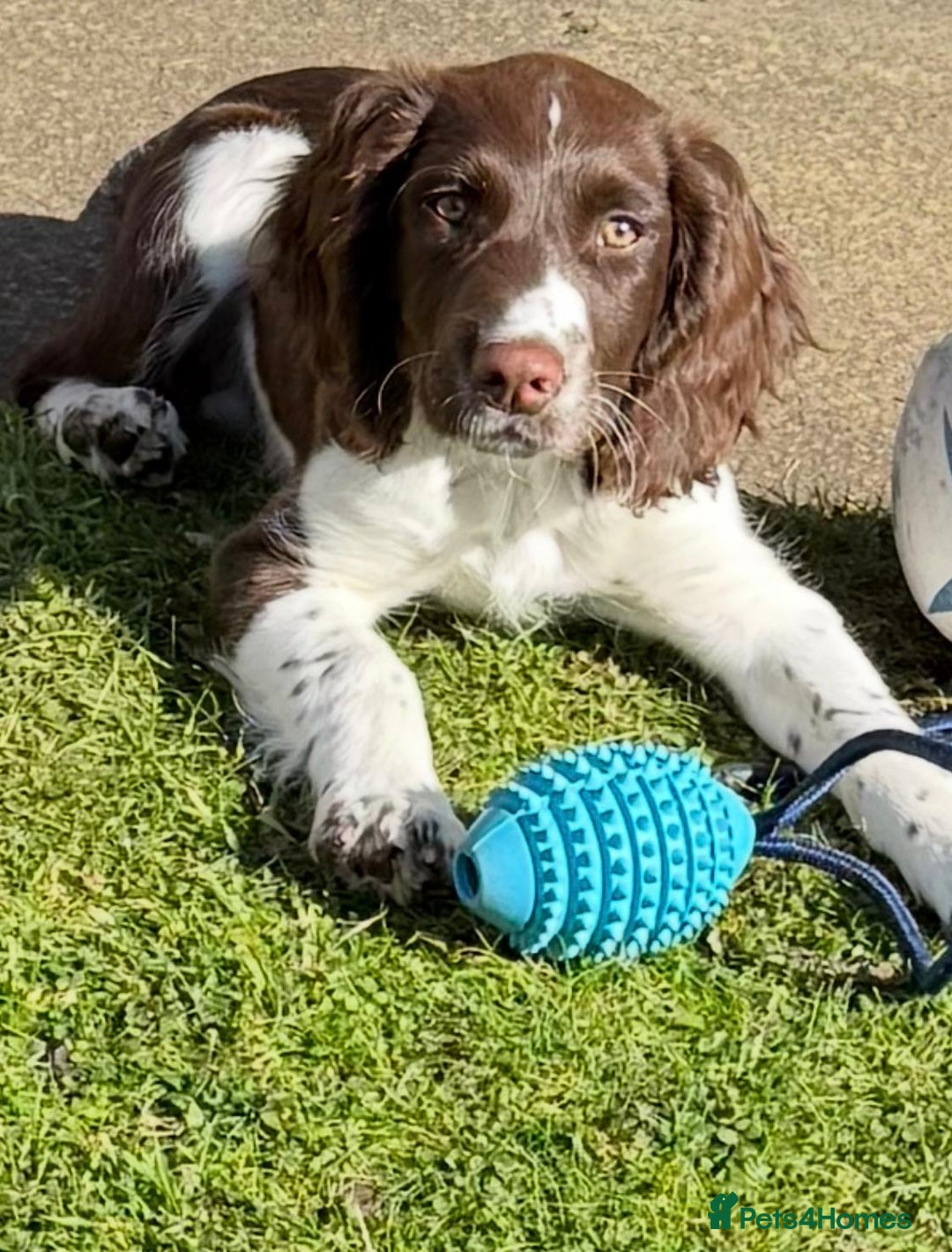 English Springer Spaniel dogs for sale: Springer Spaniels - Image 1