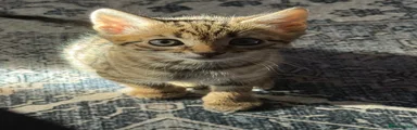 Bengal 1