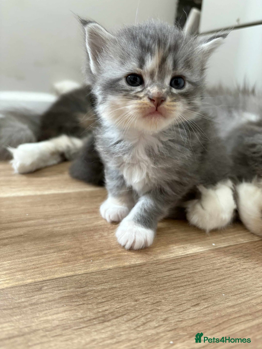 Maine Coon cats for sale: 3/4 maine coon kittens - Image 3