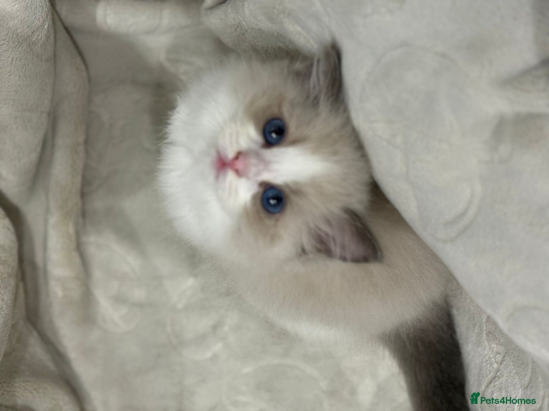 Ragdoll cats for sale: the last boy, registered with TICA - Image 40