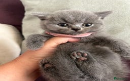 British Shorthair cats for sale: pedigree GCCF kittens available in 2 weeks time! - Image 6