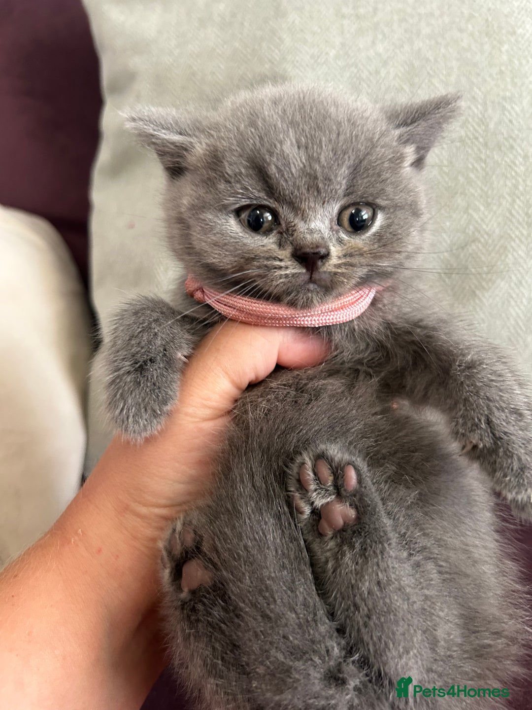British Shorthair cats for sale: pedigree GCCF kittens available in 2 weeks time! - Image 6
