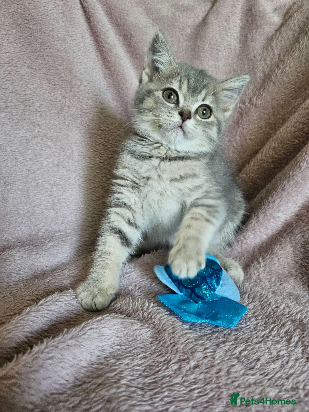 British Shorthair cats for sale: TICA BLUE AND BLUE GOLDEN FEMALES - Advert 1