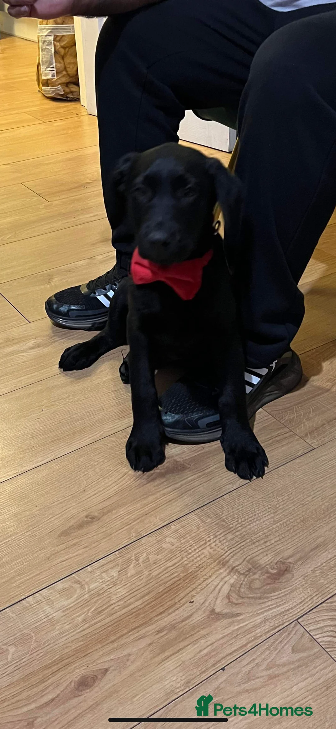 Labrador Retriever dogs for sale: Playful 2 Years Old Lab Looking for a Loving Home - Advert 6