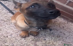 Belgian Shepherd Dog dogs for sale: Beautiful little Belgian shepherd male dog - Image 3