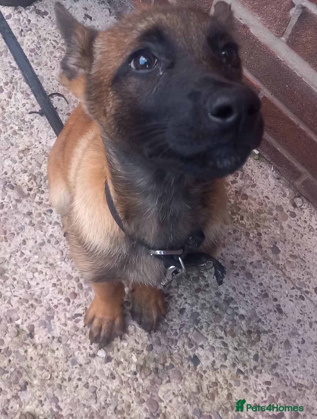 Belgian Shepherd Dog dogs for sale: Beautiful little Belgian shepherd male dog - Image 3