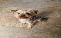 Yorkshire Terrier dogs for stud: WANTED STUD DOG  - Image 2