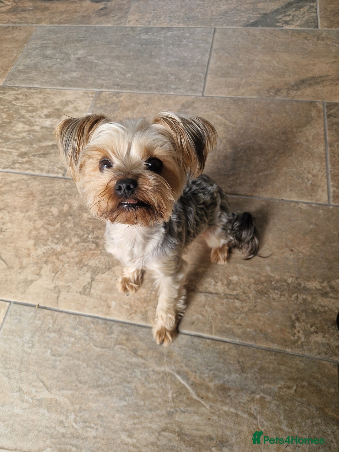Yorkshire Terrier dogs for stud: WANTED STUD DOG  - Image 2