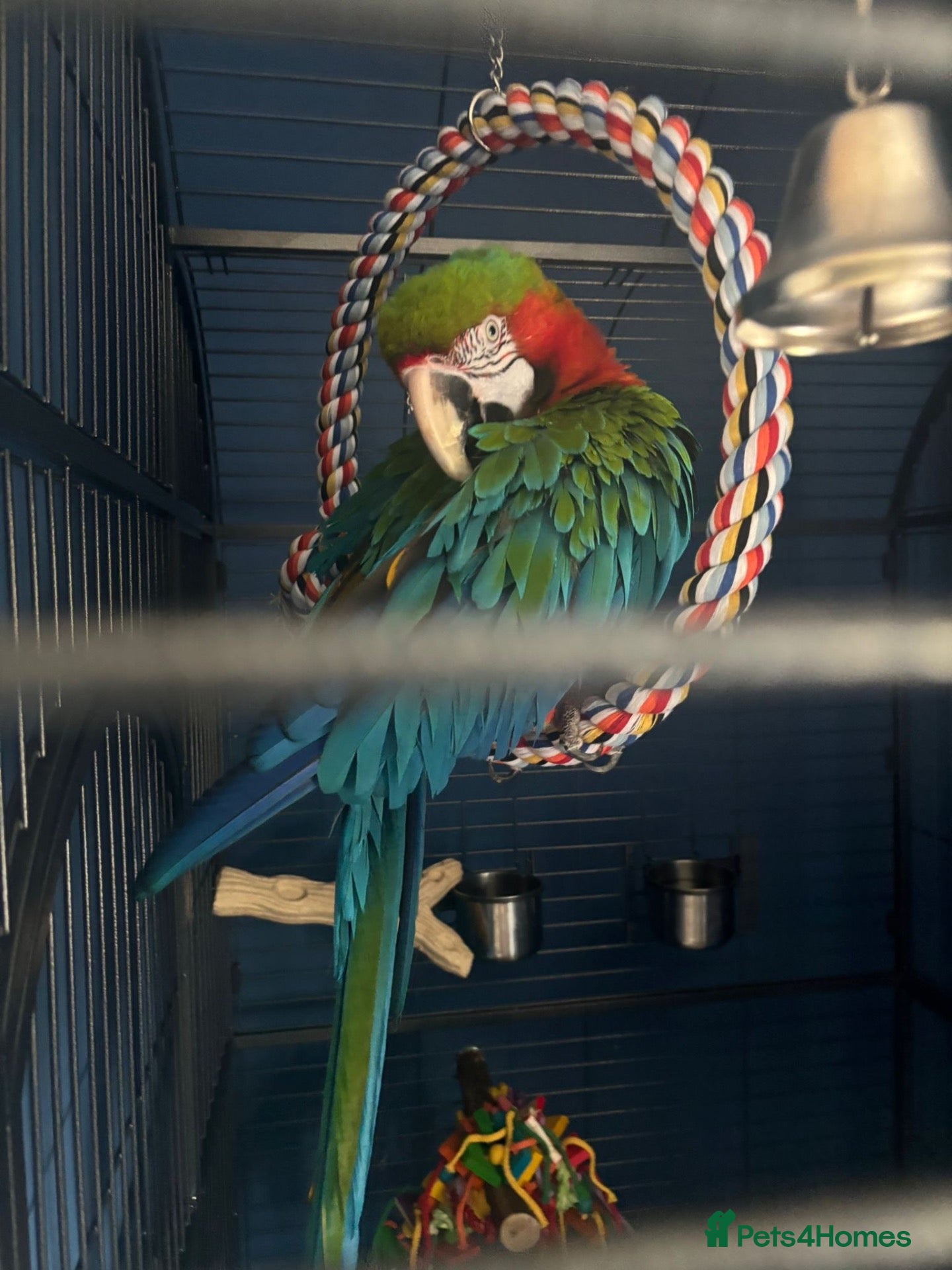 Macaws birds Joshi Harlequin Macaw - Advert 2