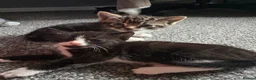Mixed Breed cats for sale: Cute babies  - Advert 4