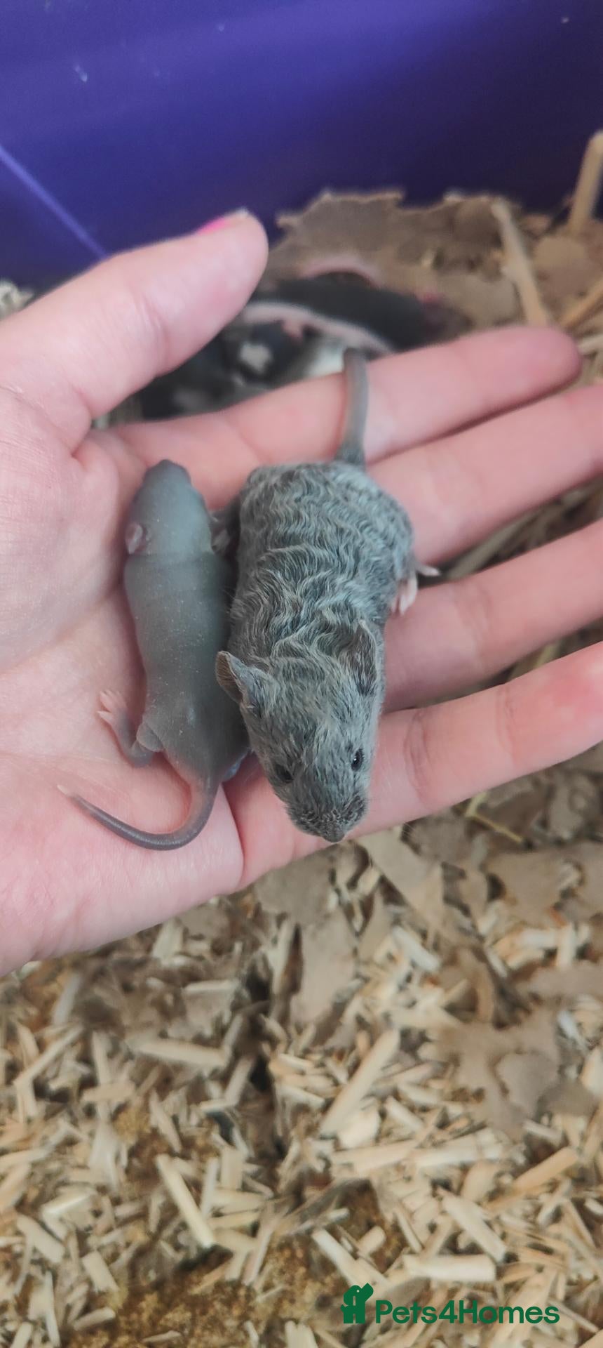 Mouse rodents beautiful friendly mice - Advert 12