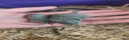 Mouse rodents for sale: beautiful friendly mice - Advert 1
