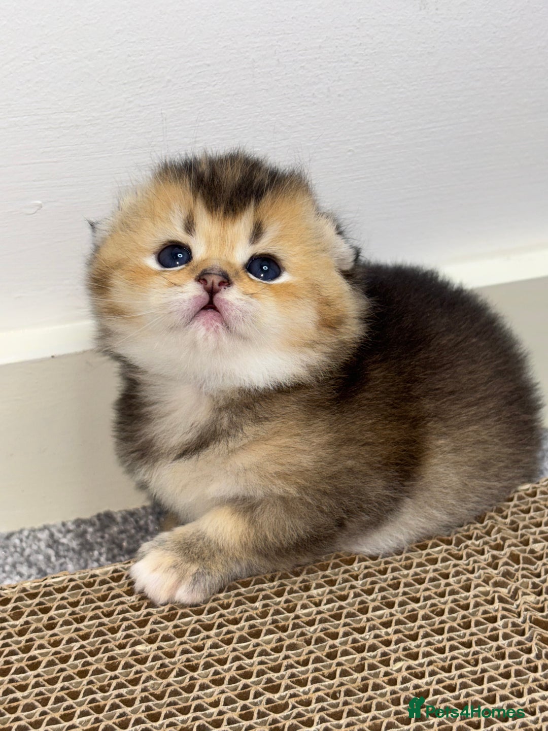 Scottish Fold cats for sale: Scottish Fold & Straight kittens  - Advert 4