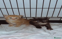 Domestic Shorthair cats for sale: 🐾 8-Week-Old Kittens Ready for Loving Homes 🐾 - Image 4