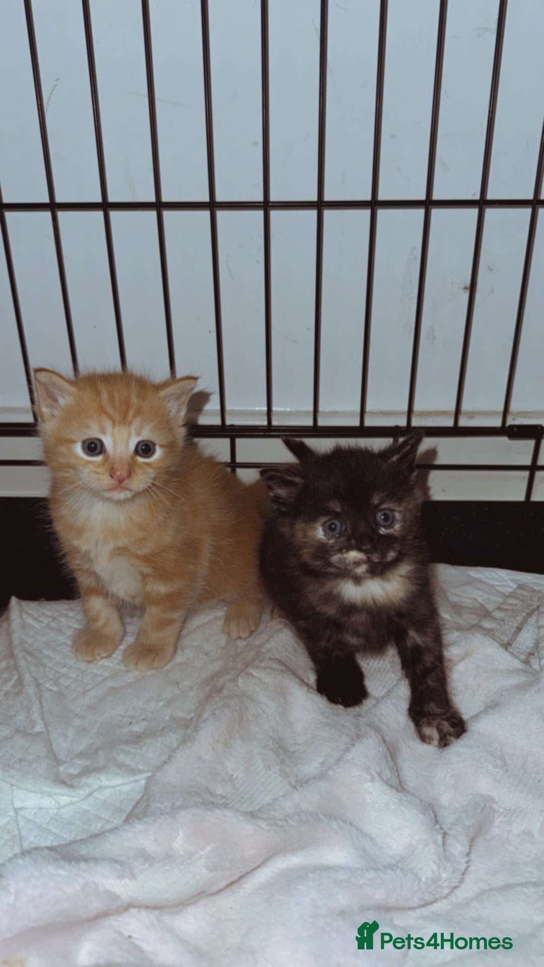 Domestic Shorthair cats for sale: 🐾 8-Week-Old Kittens Ready for Loving Homes 🐾 - Image 4