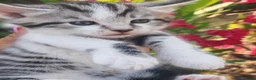 Mixed Breed cats for sale: Bengal mix  - Advert 18