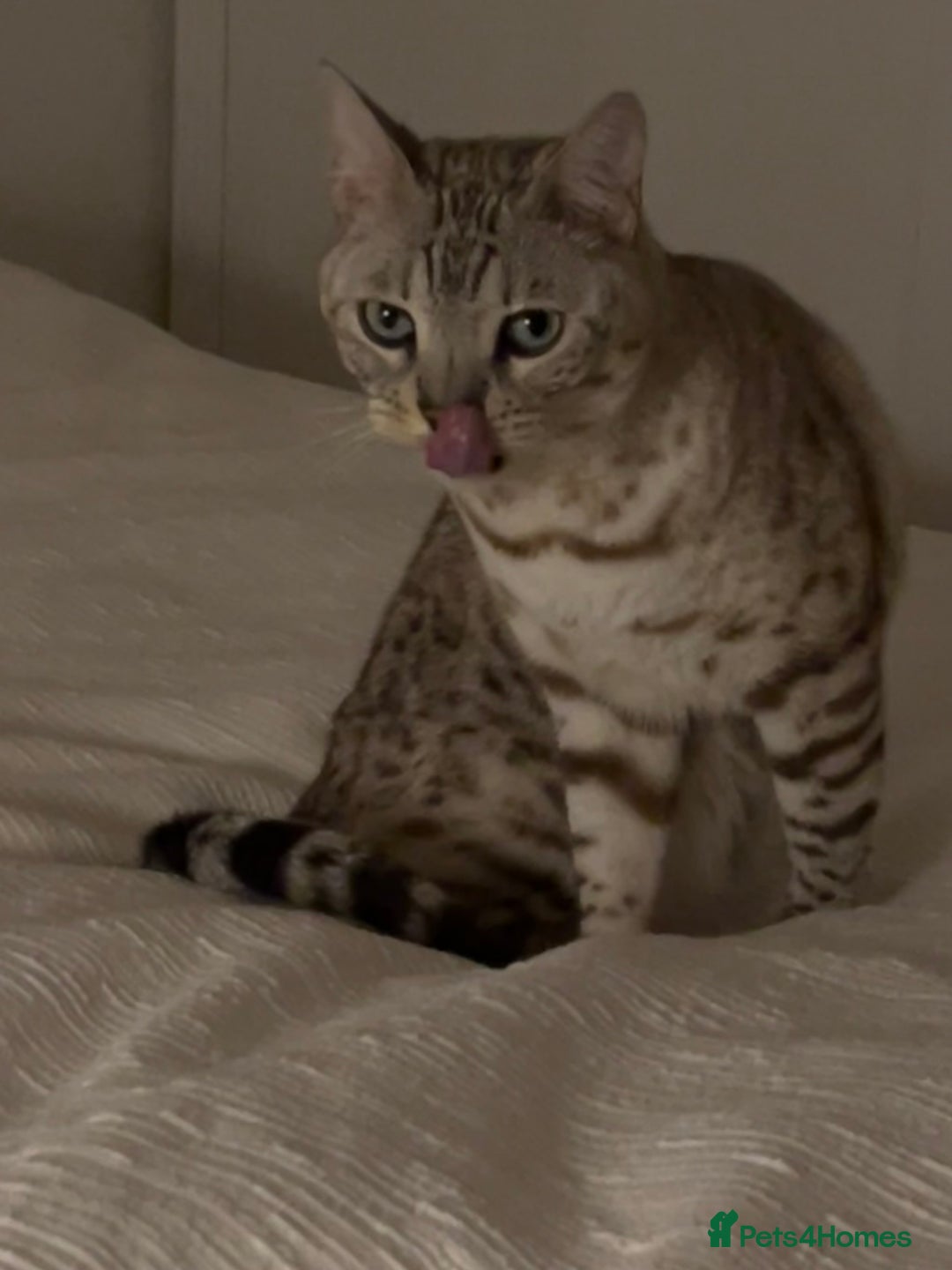 Bengal cats for sale: Beautiful Bengal Boy - Advert 6