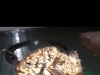 Mouse rodents Fancy mice - Advert 10