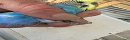 Budgerigars birds for sale: Budgies for sale  in Spalding - Advert 10