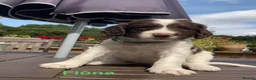 English Springer Spaniel dogs for sale: English Springer Spaniels white and liver girls in Thirsk - Advert 22