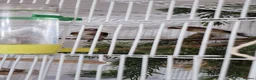 Finches birds for sale: 2 male and 2 fimale  in Halifax - Advert 2