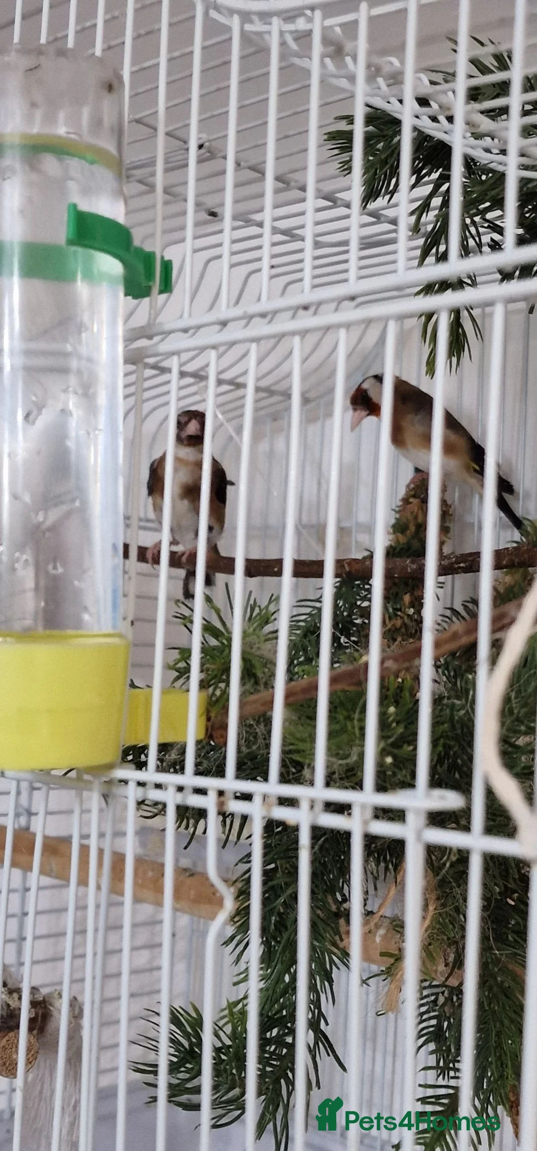 Finches birds for sale: 2 male and 2 fimale  in Halifax - Advert 2