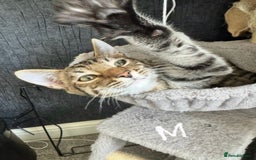 Domestic Shorthair cats for sale: Beautiful Brother & Sister to Rehome - Image 5