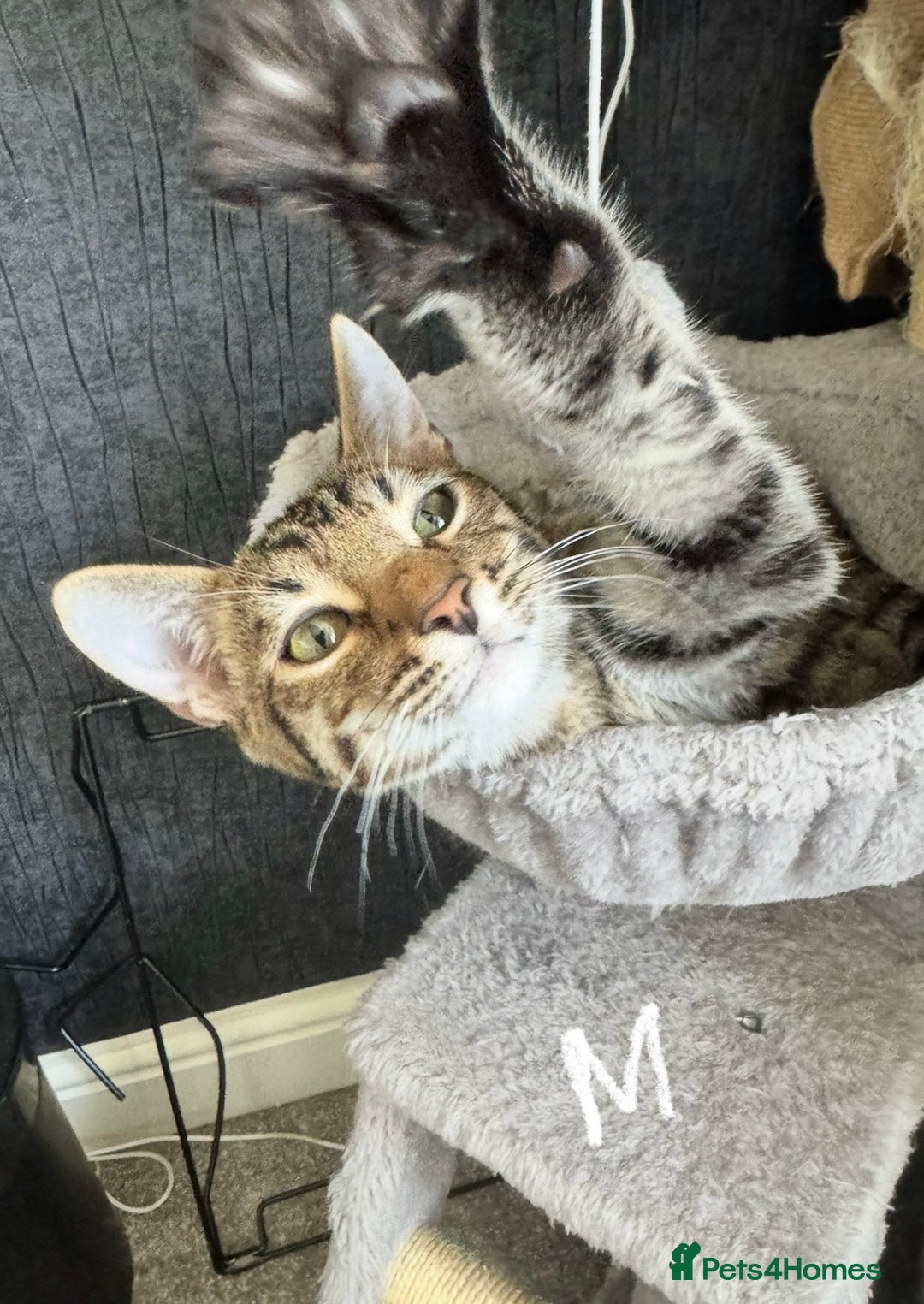 Domestic Shorthair cats for sale: Beautiful Brother & Sister to Rehome - Image 5