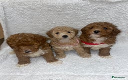 Toy Poodle dogs for sale: Toy poodles  - Image 10