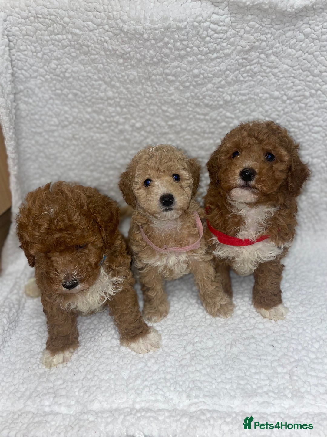 Toy Poodle dogs for sale: Toy poodles  - Image 10