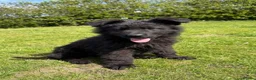 German Shepherd dogs for sale: Quality German Shepherd  - Advert 2
