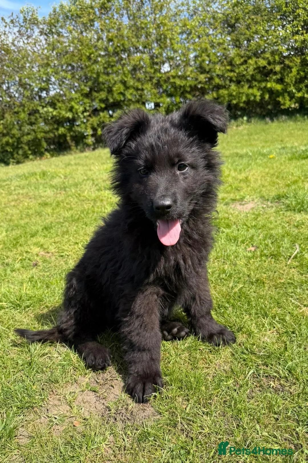 German Shepherd dogs for sale: Quality German Shepherd  - Advert 2