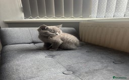 British Shorthair cats for sale: Cute British Shorthair kitten Male  - Image 8