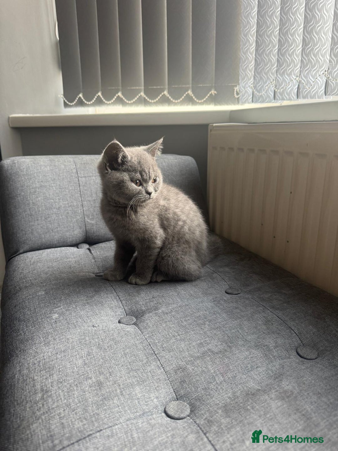 British Shorthair cats for sale: Cute British Shorthair kitten Male  - Image 8