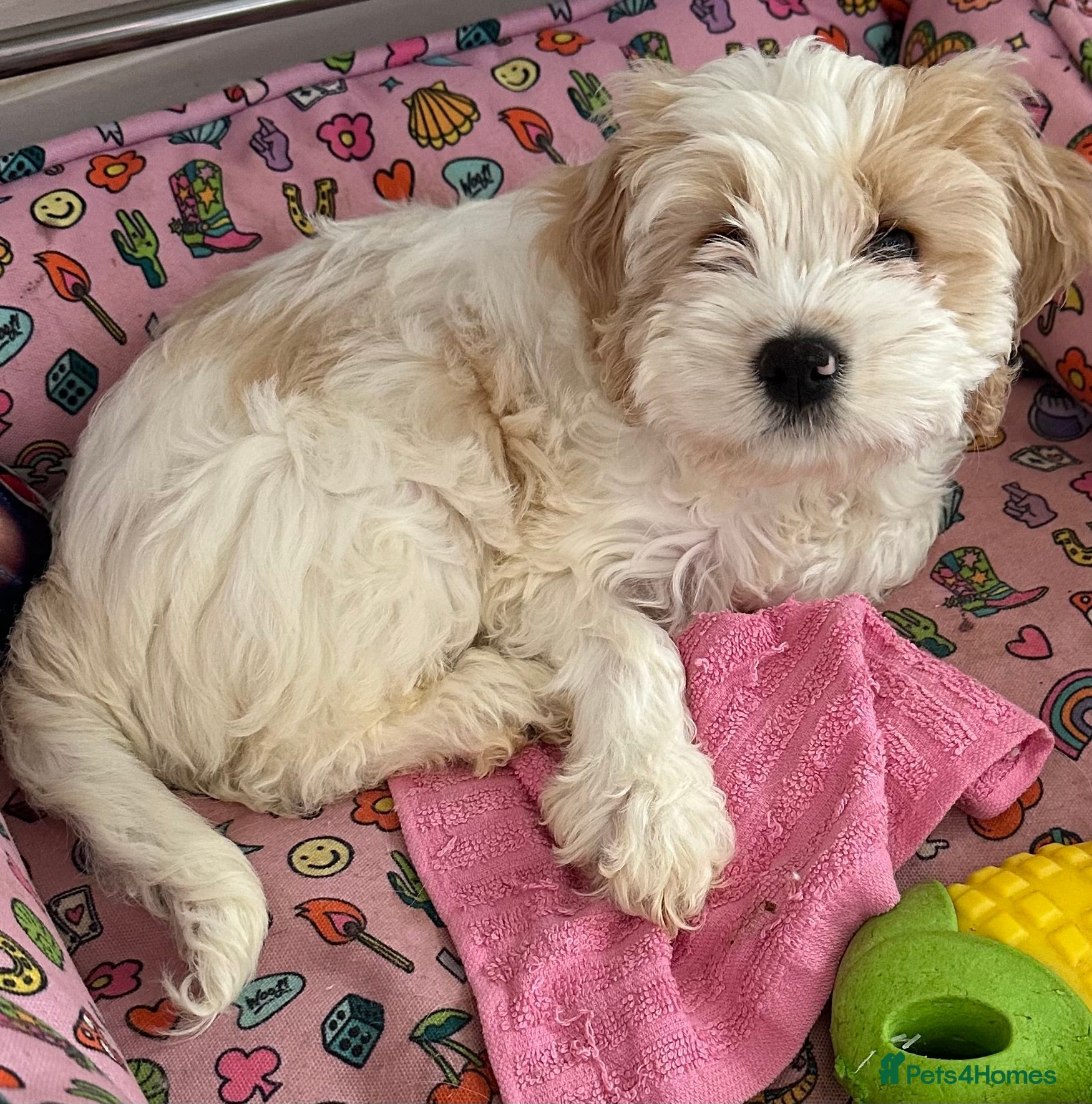 Cockapoo dogs Cockerpoo puppies READY NOW ! - Advert 5