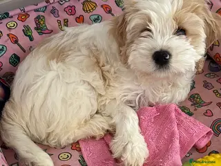 Cockapoo dogs Cockerpoo puppies READY NOW ! - Advert 15