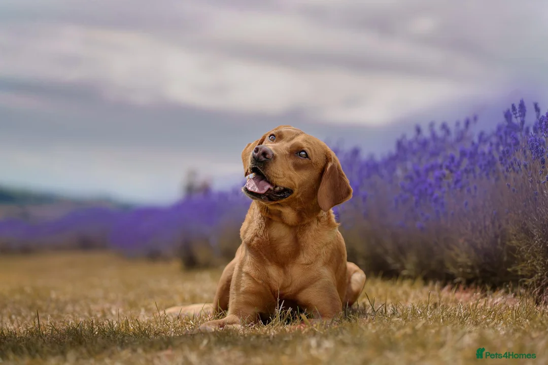 Labrador Retriever dogs for sale: Waiting list now open  - Advert 1