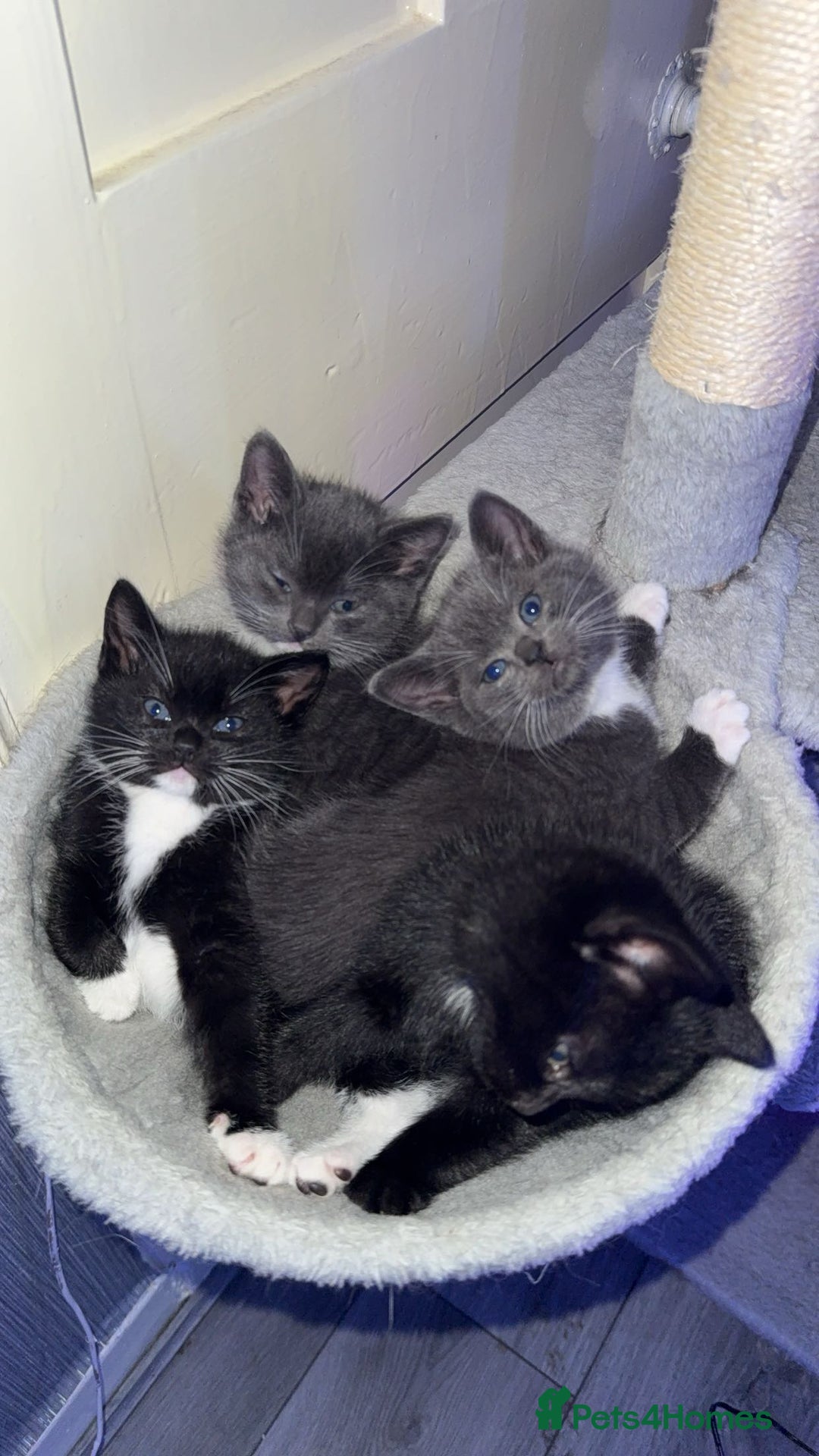 Mixed Breed cats for sale: Last grey kitten - Advert 5