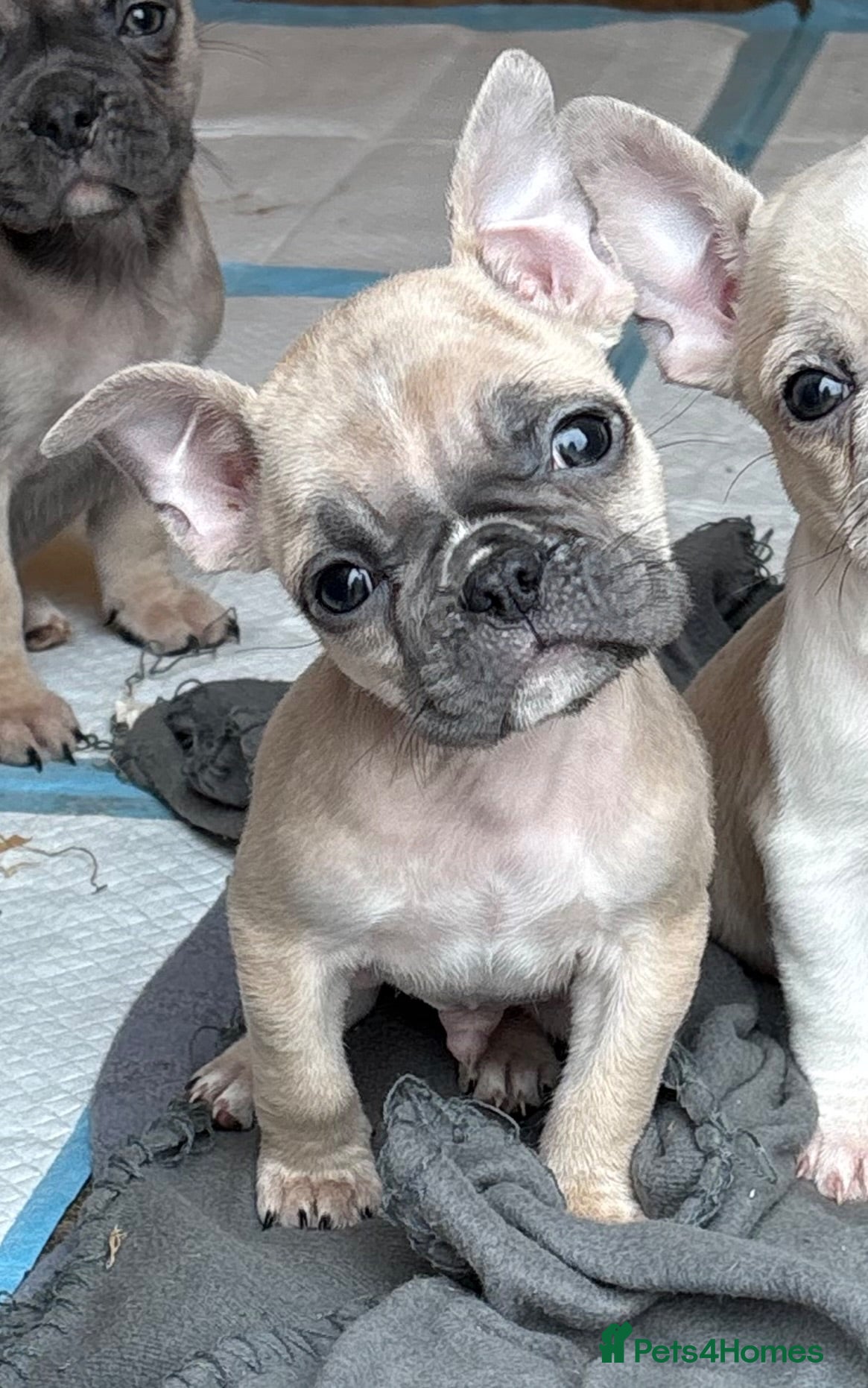 Frug dogs 7 Beautiful Frug Puppies - Advert 2