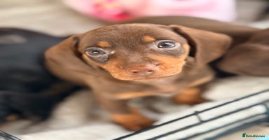 Dachshund dogs Beautiful mini dachshunds puppies  - Advert 7