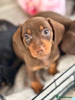 Dachshund dogs Beautiful mini dachshunds puppies - Advert 7