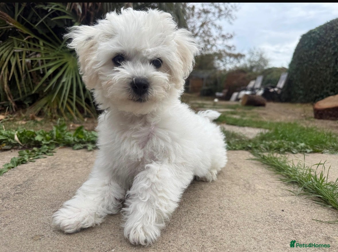Bichon Frise dogs 100%pureBichon frise,health tested-clear!!! - Advert 2