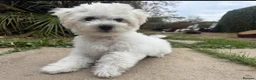 Bichon Frise dogs for sale: 100%pureBichon frise,health tested-clear!!! - Advert 20