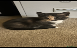 British Shorthair cats for sale: kittens for sale - Image 2